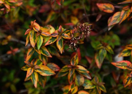 Red sepal self aromatization 2