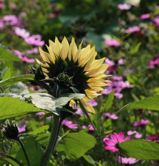 Purple flower towards the sun 14