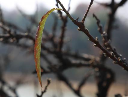 Cold branches remain bright 5