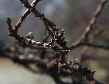 Cold branches remain bright 6