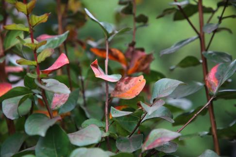 Time Stains Leaves 6