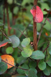 Time Stains Leaves 7