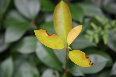 Time Stains Leaves 8