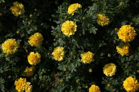 A cluster of marigolds 1