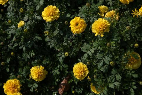 A cluster of marigolds 2