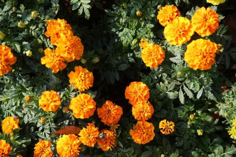 A cluster of marigolds 3