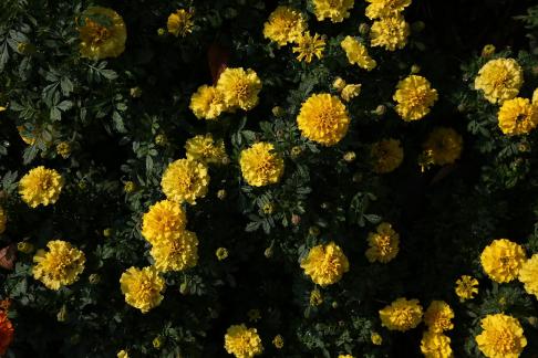 A cluster of marigolds 4