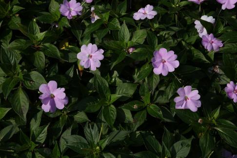 Purple Flower Muguang 3