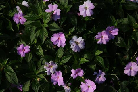 Purple Flower Muguang 4