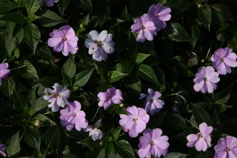 Purple Flower Muguang 5