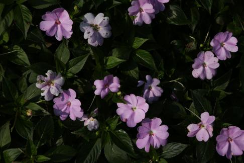 Purple Flower Muguang 6