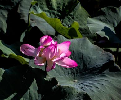 Lotus Red Beauty 1