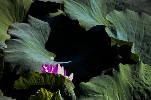 Lotus Red Beauty 2