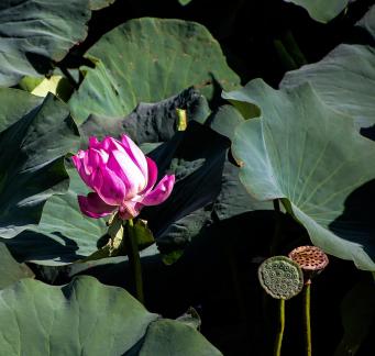 Lotus Red Beauty 3