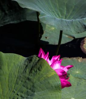 Lotus Red Beauty 4
