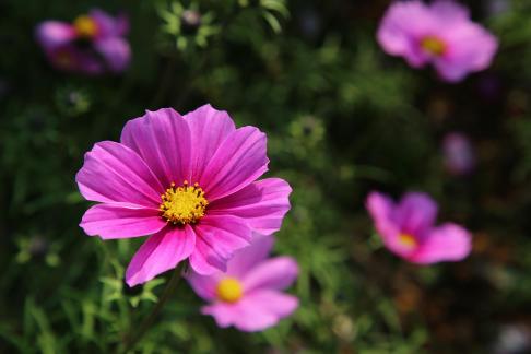 a blaze of color 5