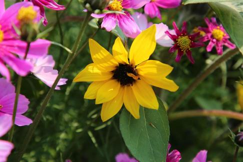a blaze of color 6
