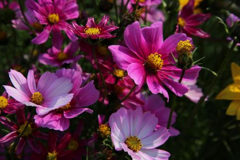 a blaze of color 7