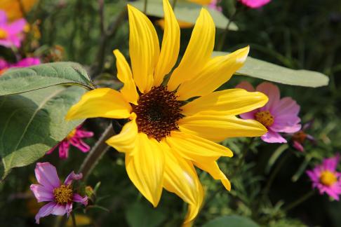 a blaze of color 8
