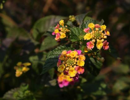 Colorful ball flower clusters 1