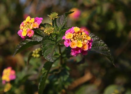 Colorful ball flower clusters 2