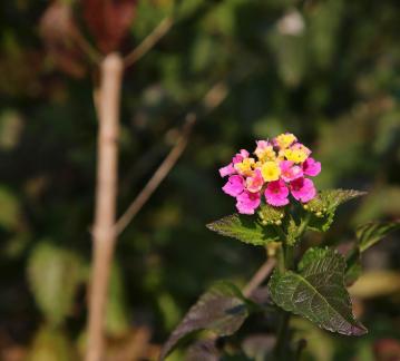 Colorful ball flower clusters 4