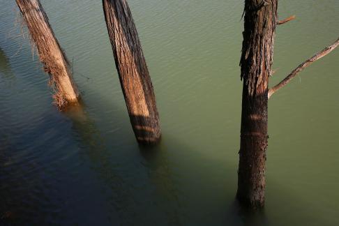 Dead trees on the lake surface 1