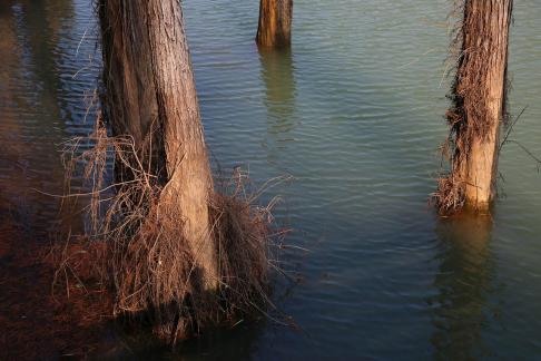 Dead trees on the lake surface 2