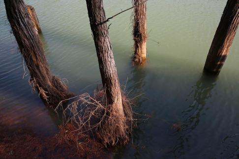 Dead trees on the lake surface 3