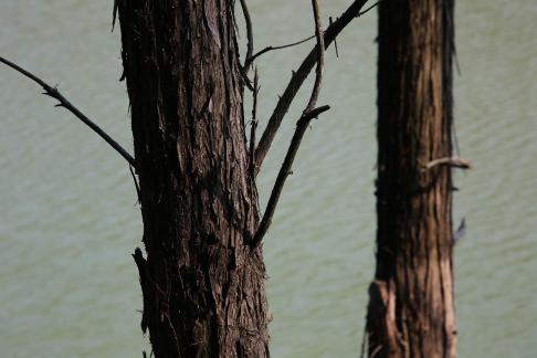 Dead trees on the lake surface 4