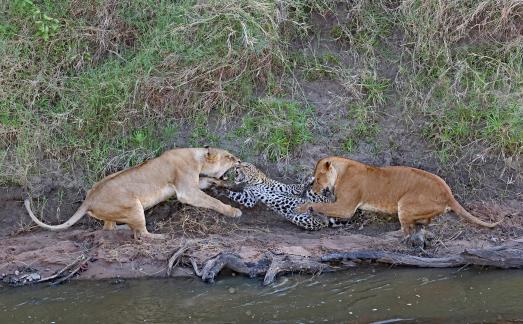 Desperate fight
