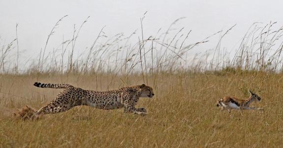 Hunting