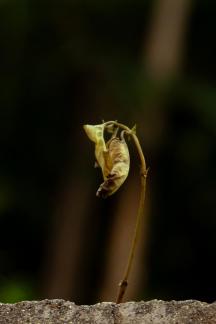 Familiar plants 8