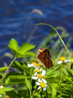 Insects and Flowers 1
