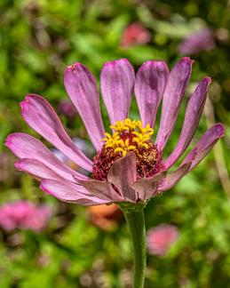 Insects and Flowers 2