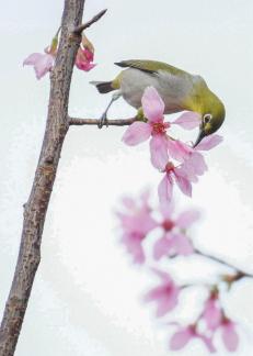 Bird Nibbling Flowers