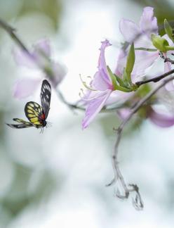 Butterfly Fluttering atFlowers