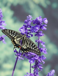Butterfly loves Flowers