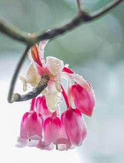 Chinesr New Year Flower