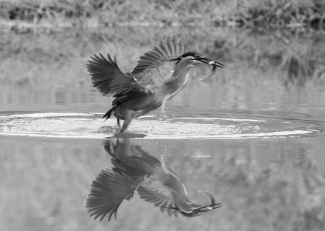 Heron Reflection