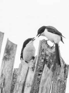 Minor Quarrel