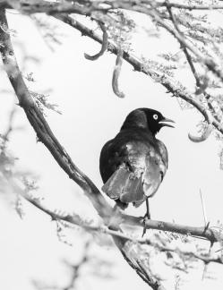 Morning Bird