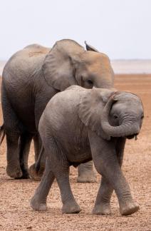 Baby Elephant Says Hello