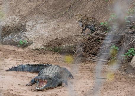 Leopard and Crocodile