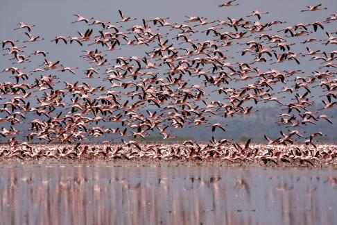 Flamingos Fly High