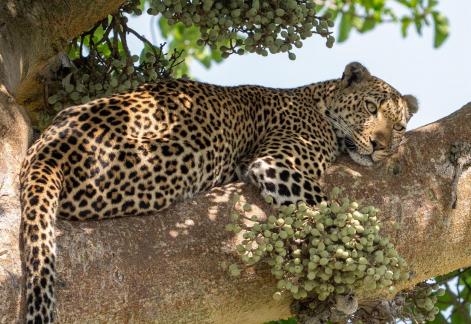 Leopard Sleeping Leisurely