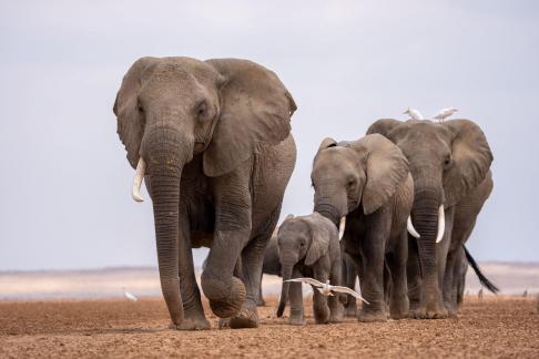 The Elephant Herd
