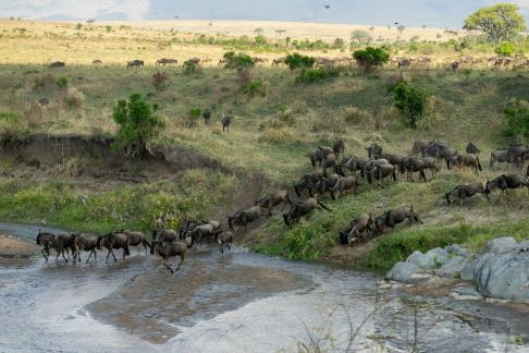 Wildebeest Galloping