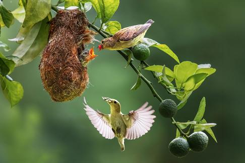 Green bird 21
