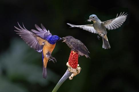 Blue bird 11